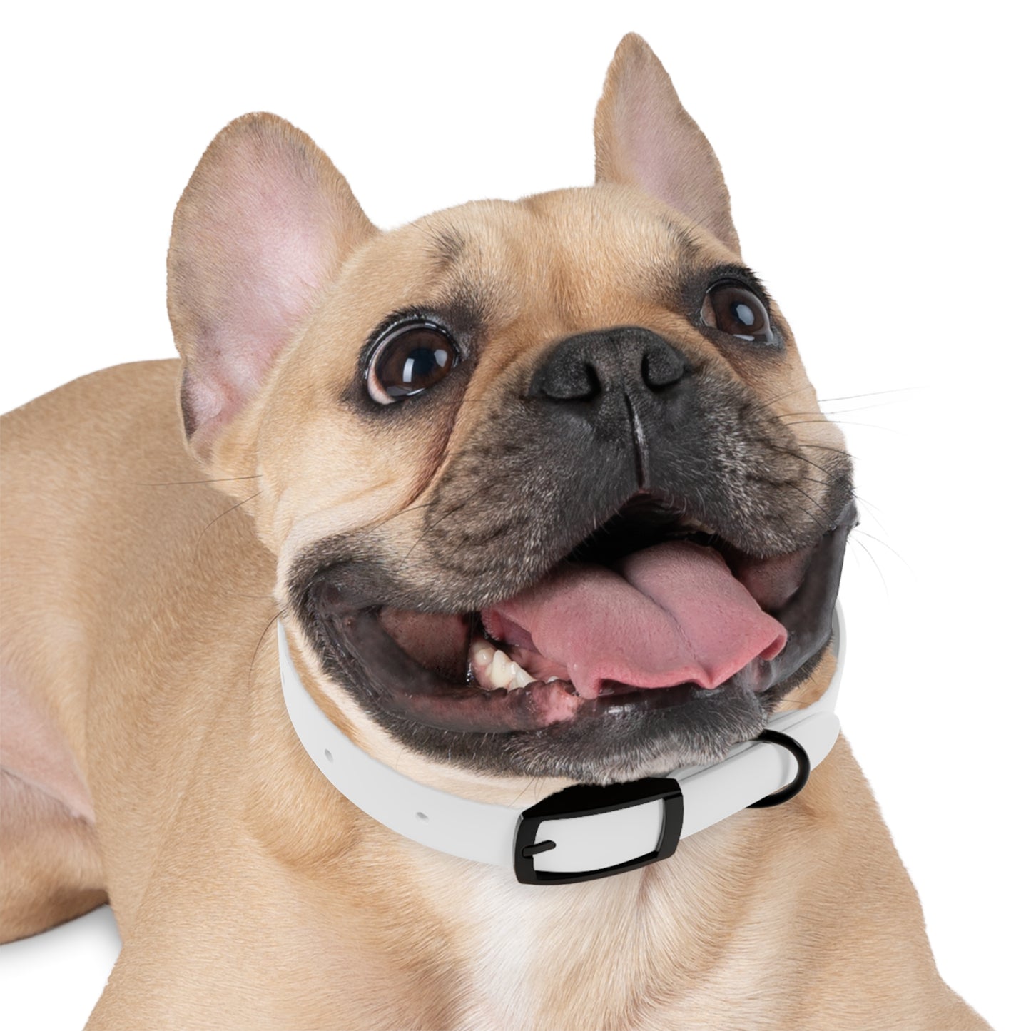 do good. feel good. Dog Collar